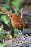 Rufous Antpitta